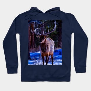 elk cutie - rocky mountain national park Hoodie